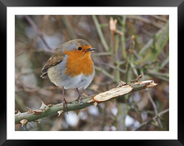 Robin bird perched on a tree branch Framed Mounted Print by mark humpage