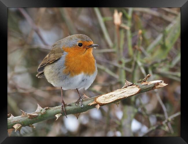 Robin bird perched on a tree branch Framed Print by mark humpage