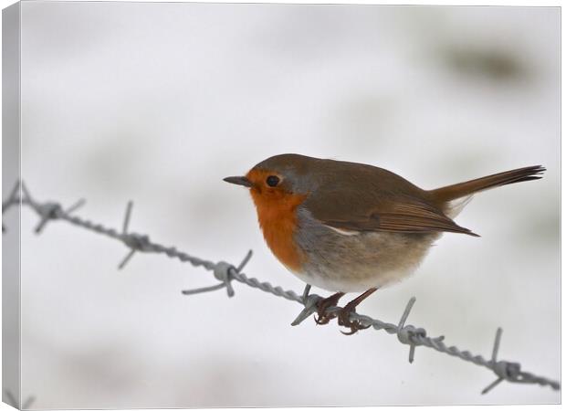 Robin sitting on wire fence in winter snow Canvas Print by mark humpage
