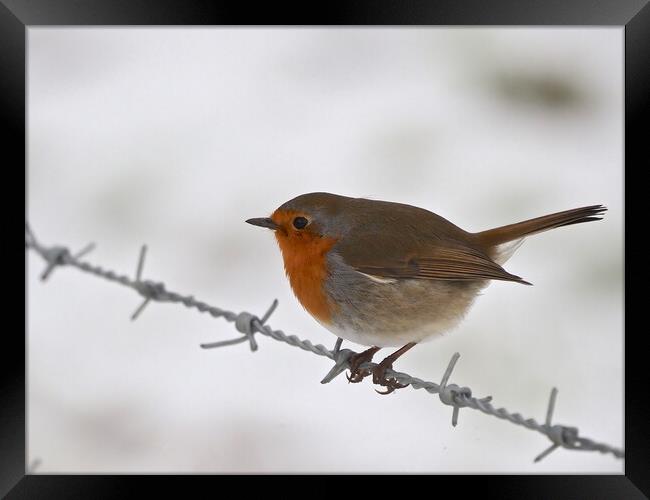 Robin sitting on wire fence in winter snow Framed Print by mark humpage