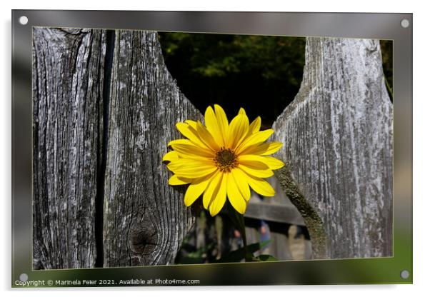 Welcoming yellow flower Acrylic by Marinela Feier