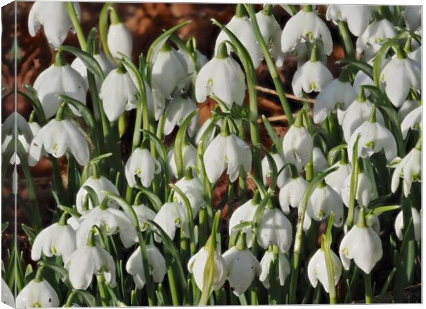 Snowdrop flowers Canvas Print by mark humpage