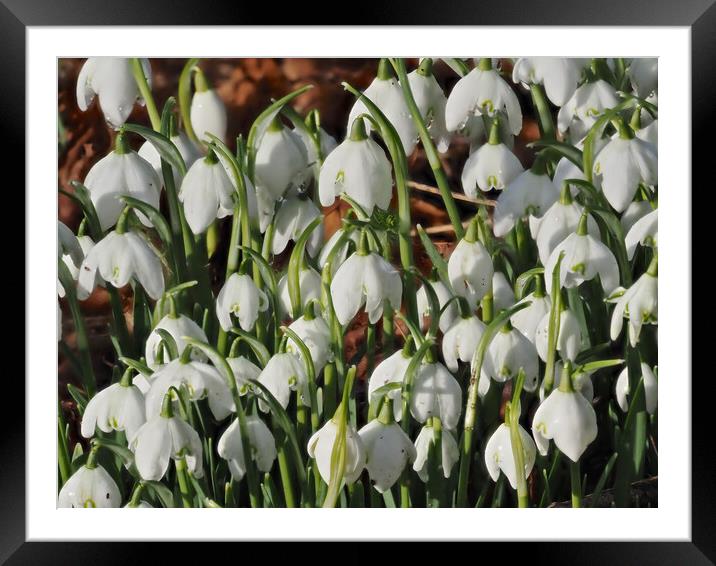 Snowdrop flowers Framed Mounted Print by mark humpage