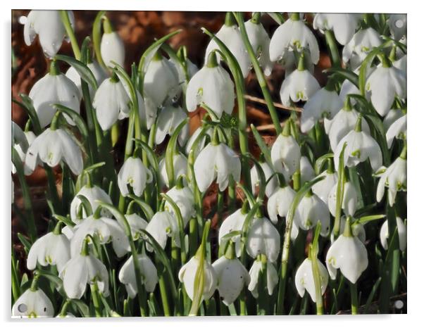 Snowdrop flowers Acrylic by mark humpage