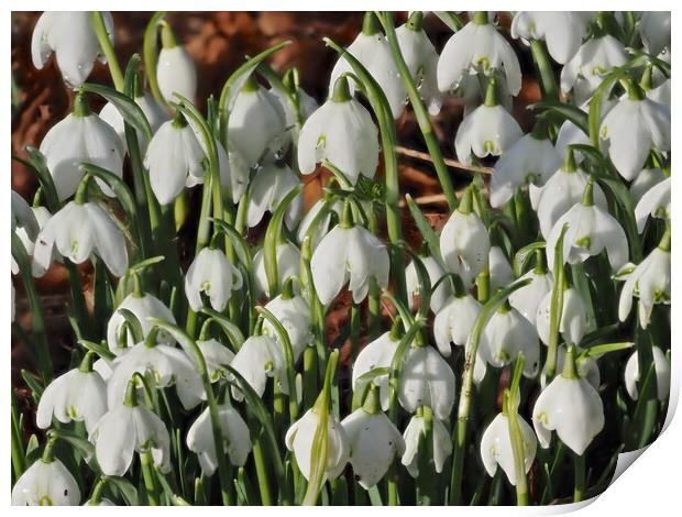 Snowdrop flowers Print by mark humpage