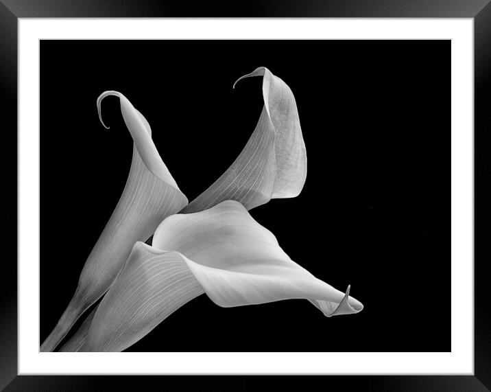 Aurum lily, or, Calla lily Framed Mounted Print by kathy white