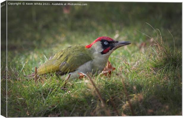 Green Woodpecker  Canvas Print by Kevin White
