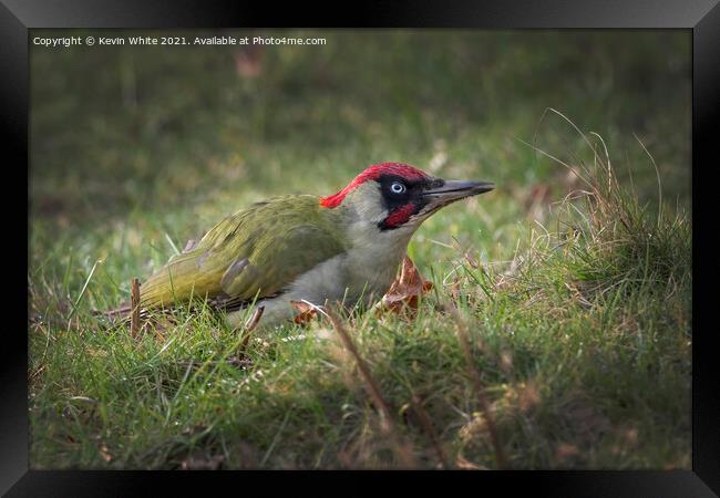 Green Woodpecker  Framed Print by Kevin White