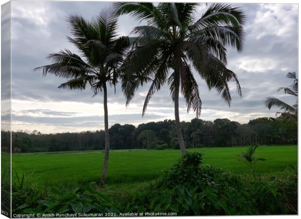 rice field and coconut tree under cloudy sky Canvas Print by Anish Punchayil Sukumaran