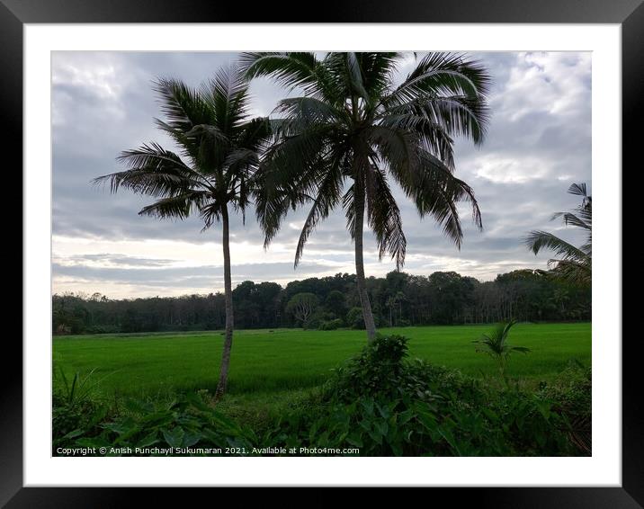 rice field and coconut tree under cloudy sky Framed Mounted Print by Anish Punchayil Sukumaran