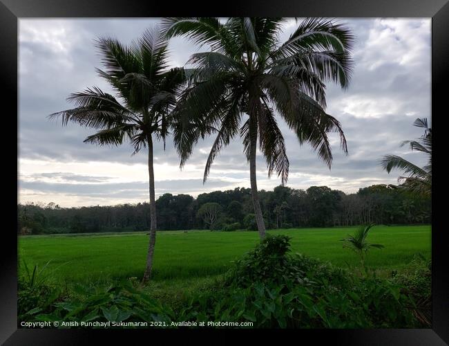 rice field and coconut tree under cloudy sky Framed Print by Anish Punchayil Sukumaran