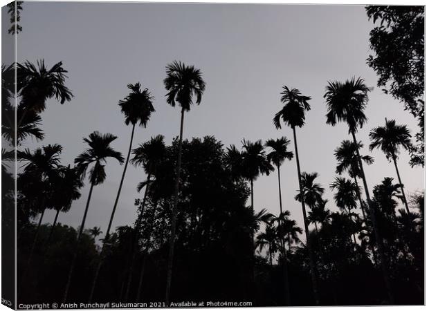tall palm trees after sunset and clear sky in Kerala  Canvas Print by Anish Punchayil Sukumaran