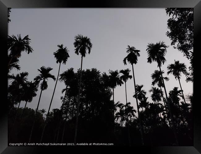 tall palm trees after sunset and clear sky in Kerala  Framed Print by Anish Punchayil Sukumaran