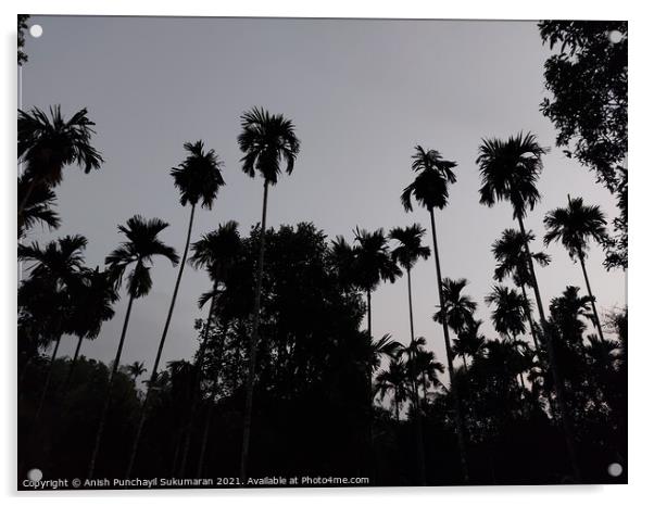 tall palm trees after sunset and clear sky in Kerala  Acrylic by Anish Punchayil Sukumaran