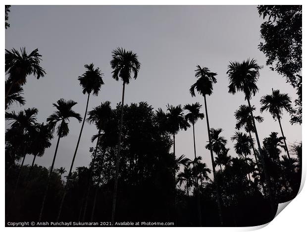tall palm trees after sunset and clear sky in Kerala  Print by Anish Punchayil Sukumaran