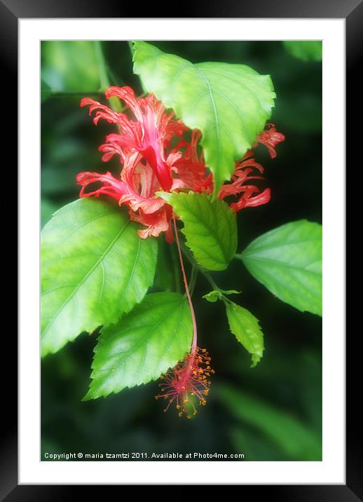 Hibiscus rosa-sinensis Framed Mounted Print by Maria Tzamtzi Photography