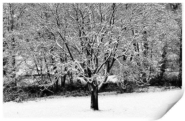 Snowy Tree by the River Print by John Miller