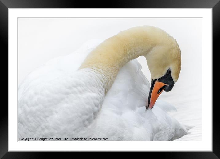 Swan preening Framed Mounted Print by GadgetGaz Photo