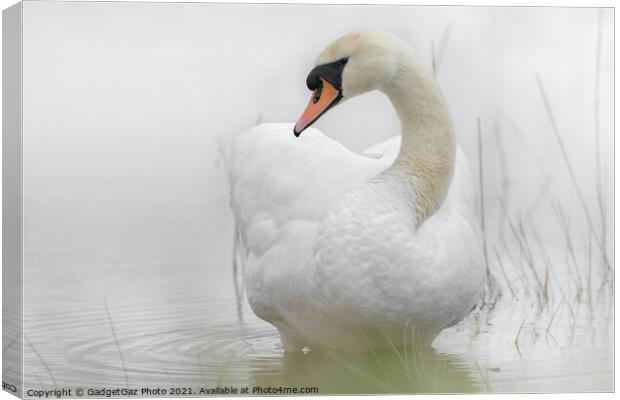 A Swan in a lake Canvas Print by GadgetGaz Photo