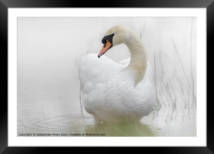 A Swan in a lake Framed Mounted Print by GadgetGaz Photo