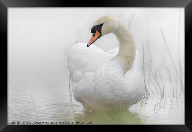 A Swan in a lake Framed Print by GadgetGaz Photo