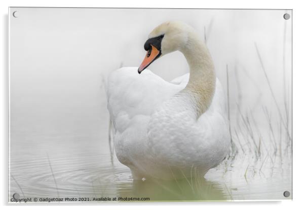 A Swan in a lake Acrylic by GadgetGaz Photo