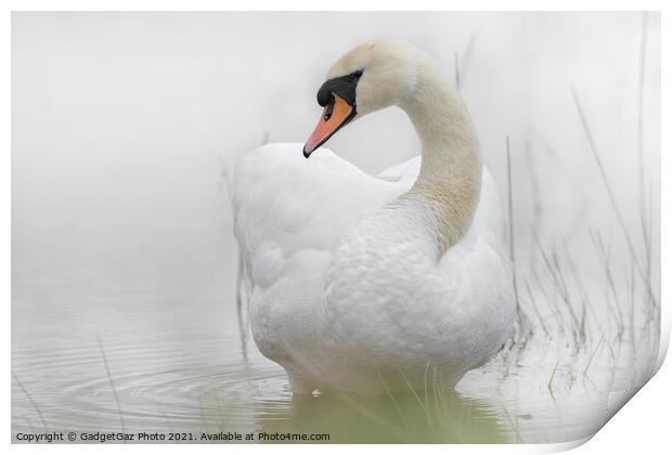 A Swan in a lake Print by GadgetGaz Photo
