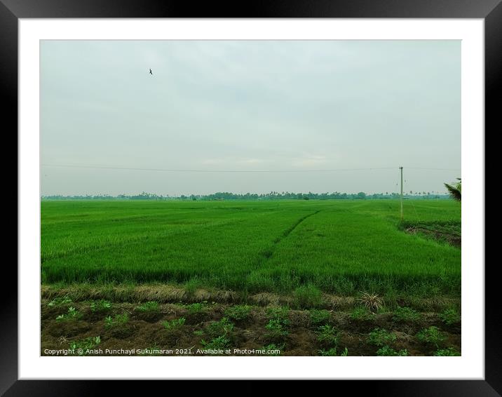 A beautiful rice field during day time  Framed Mounted Print by Anish Punchayil Sukumaran