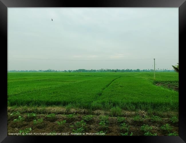 A beautiful rice field during day time  Framed Print by Anish Punchayil Sukumaran