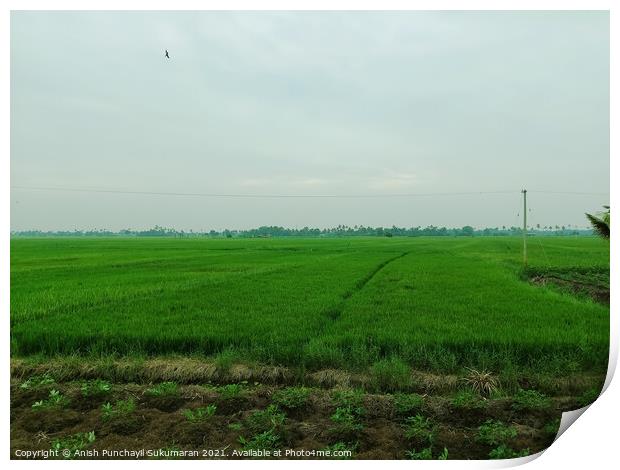 A beautiful rice field during day time  Print by Anish Punchayil Sukumaran