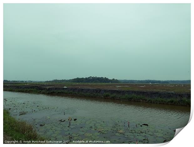 clam river full of water lilies and beautiful rice field in back Print by Anish Punchayil Sukumaran