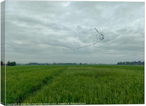 a rice field crops in Kerala during day Canvas Print by Anish Punchayil Sukumaran