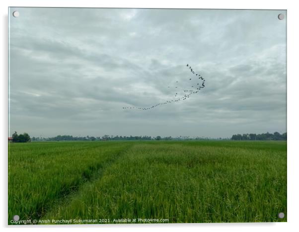a rice field crops in Kerala during day Acrylic by Anish Punchayil Sukumaran
