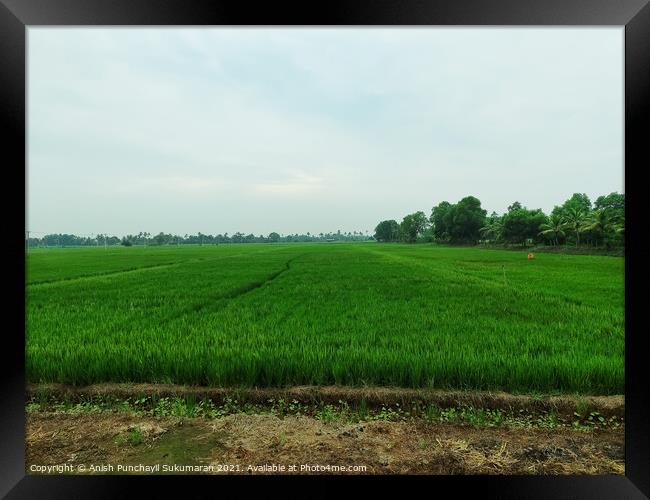 A beautiful rice field during day time Framed Print by Anish Punchayil Sukumaran