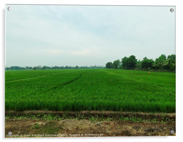 A beautiful rice field during day time Acrylic by Anish Punchayil Sukumaran