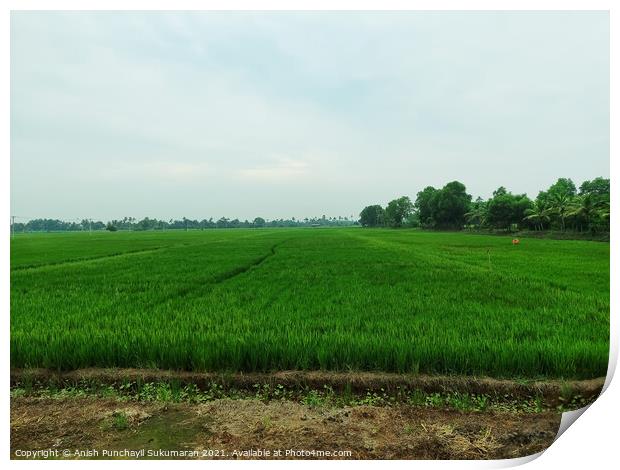 A beautiful rice field during day time Print by Anish Punchayil Sukumaran