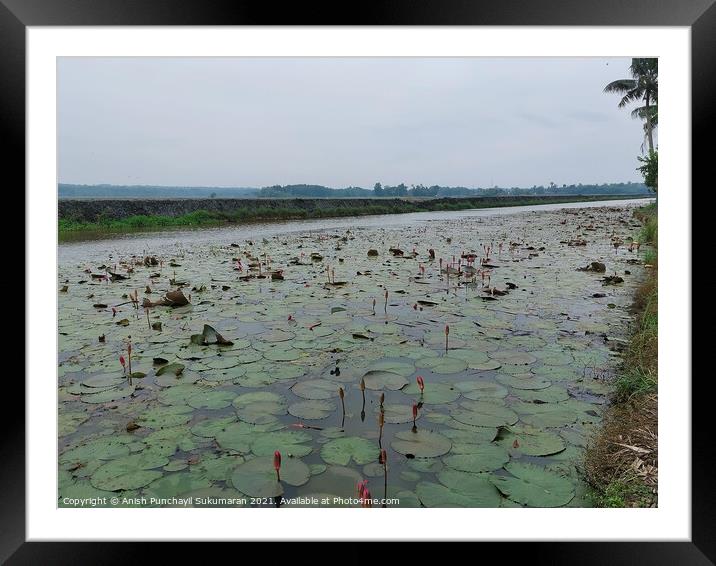 clam river full of water lilies and beautiful rice field in back Framed Mounted Print by Anish Punchayil Sukumaran