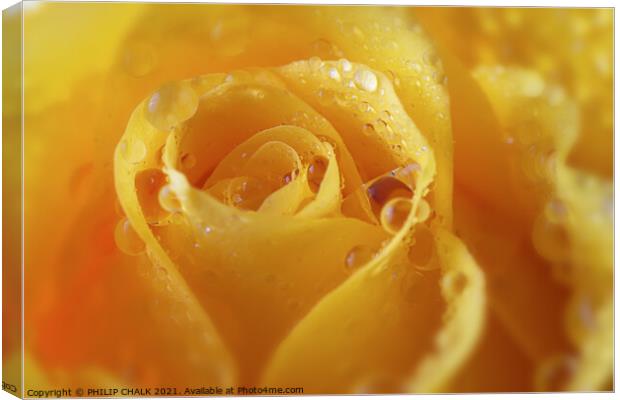 A close up of a yellow rose with water droplets 422  Canvas Print by PHILIP CHALK