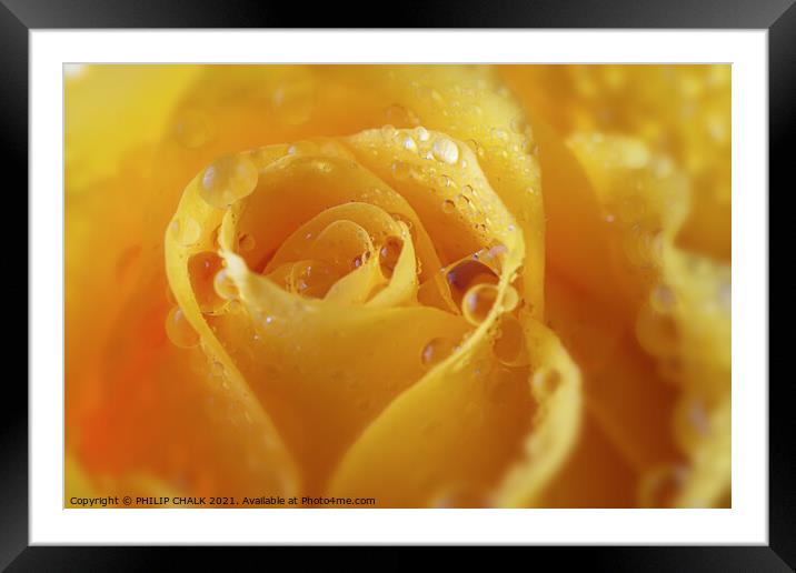 A close up of a yellow rose with water droplets 422  Framed Mounted Print by PHILIP CHALK