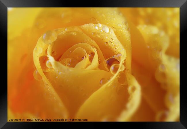 A close up of a yellow rose with water droplets 422  Framed Print by PHILIP CHALK