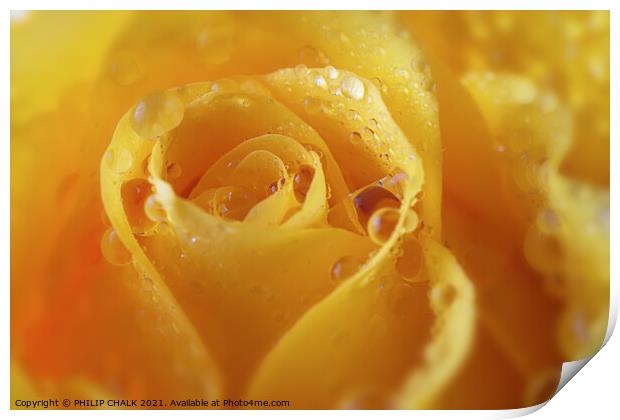 A close up of a yellow rose with water droplets 422  Print by PHILIP CHALK