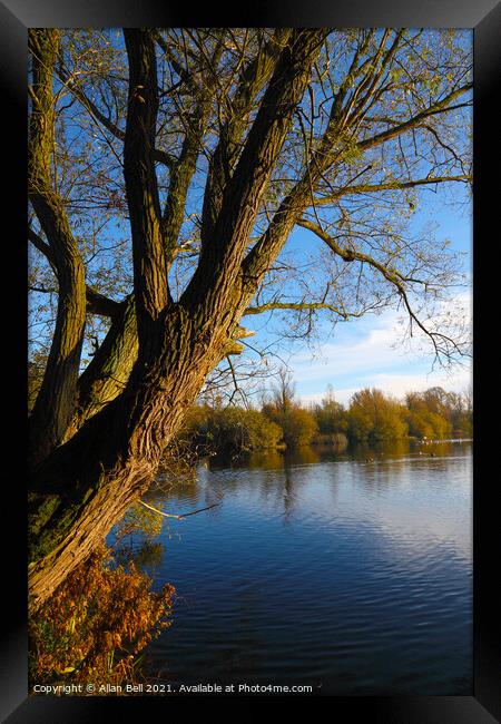 Tree by lake Autumn Framed Print by Allan Bell