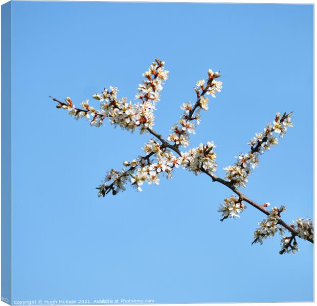 Blackthorn blossom, Prunus spinosa  Canvas Print by Hugh McKean