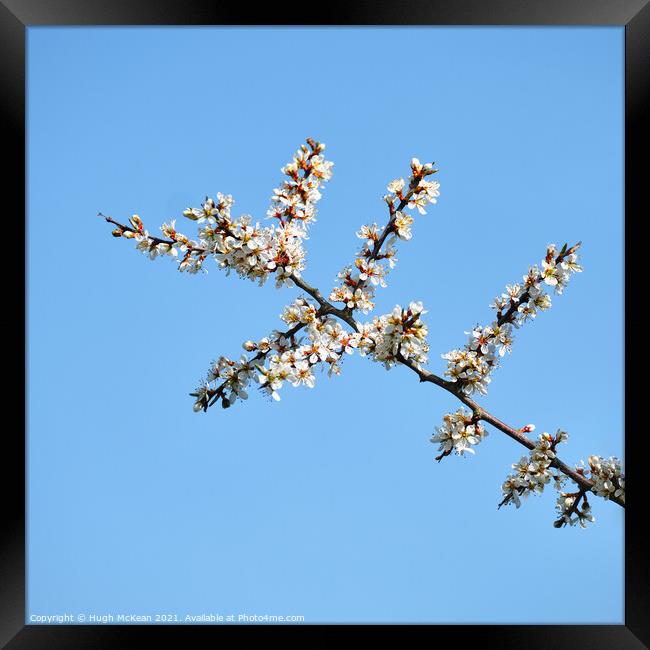 Blackthorn blossom, Prunus spinosa  Framed Print by Hugh McKean