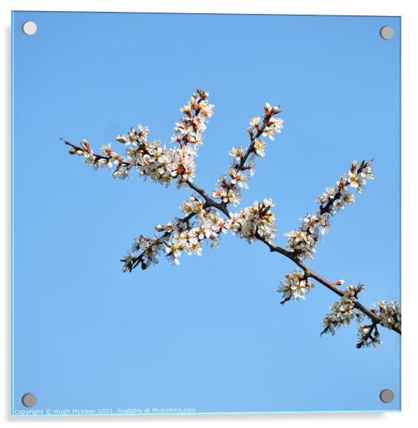 Blackthorn blossom, Prunus spinosa  Acrylic by Hugh McKean