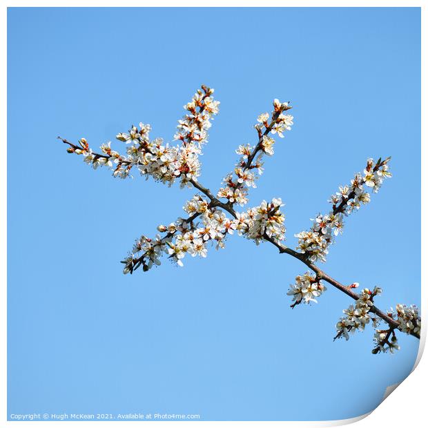Blackthorn blossom, Prunus spinosa  Print by Hugh McKean