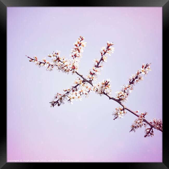 Photo art Blackthorn blossom, Prunus spinosa Framed Print by Hugh McKean