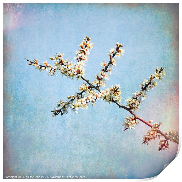 Photo art Blackthorn blossom, Prunus spinosa Print by Hugh McKean