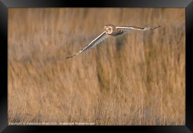 Short eared owl [asio flammeus] Framed Print by GadgetGaz Photo