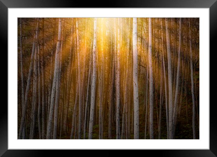 Wintry forest of Birch trees Framed Mounted Print by Leighton Collins